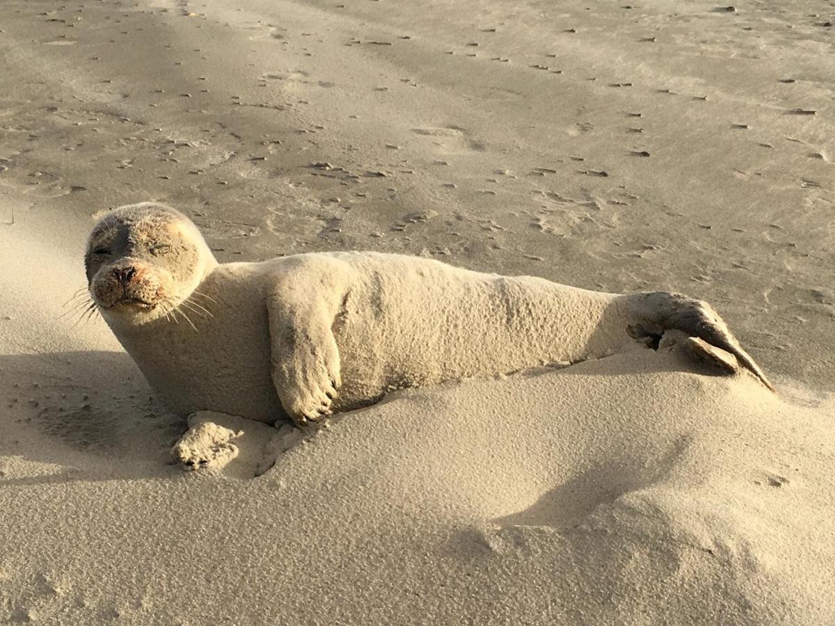 Haus Insulaner Tolle 6 Leilighet Norderney Eksteriør bilde